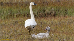 Cygnus columbianus columbianus