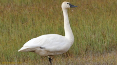 Cygnus columbianus columbianus