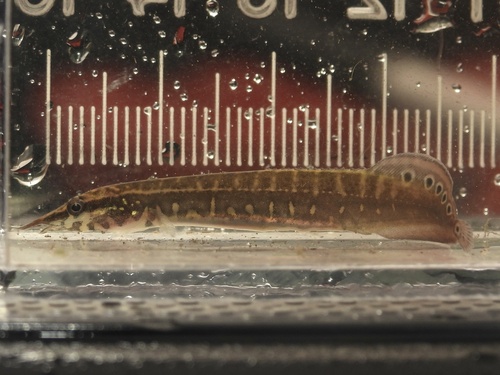 Peacock eel (Macrognathus siamensis) — Mastacembelidae — 5