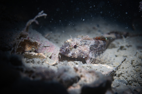 Ocellate triplefin (Apopterygion oculus) — Tripterygiidae