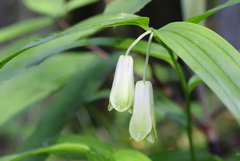 Disporum sessile
