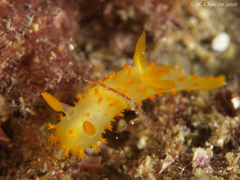 Crimora papillata