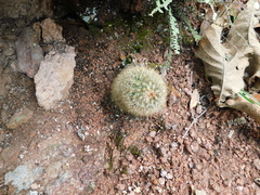 Mammillaria densispina