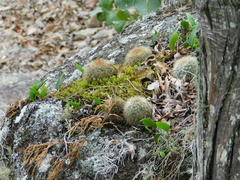 Mammillaria densispina