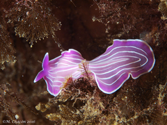 Prostheceraeus roseus