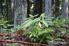 Disporum sessile