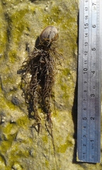 Gracilaria chilensis