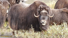Ovibos moschatus