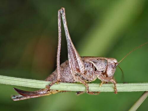 Dark bush-cricket