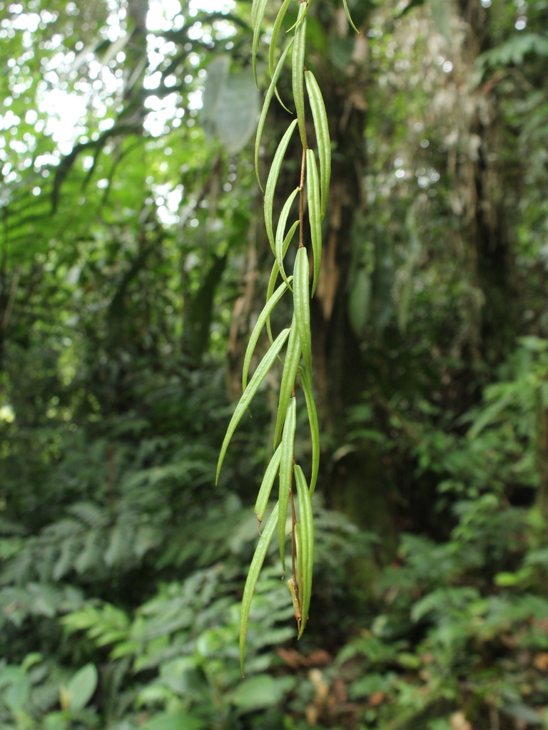 Sphyrospermum linearifolium