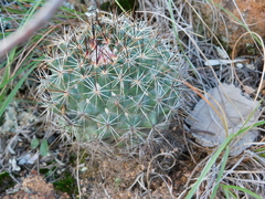 Coryphantha clavata clavata