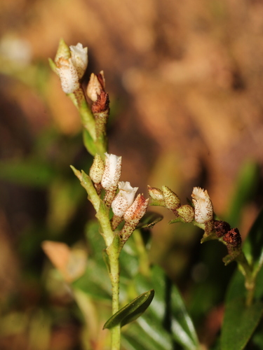 Elleanthus muscicola Schltr.