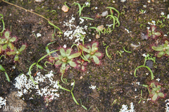 Drosera alba