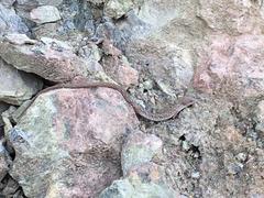 Gerrhonotus liocephalus