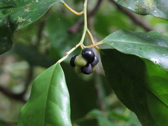 Apodytes brachystylis