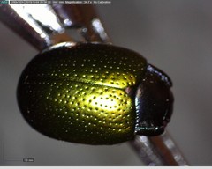 Chrysolina auripennis