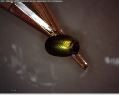 Chrysolina auripennis