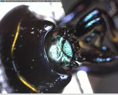 Chrysolina auripennis