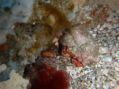 Diacanthurus spinulimanus