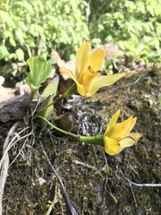 Lycaste