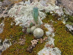 Mammillaria densispina