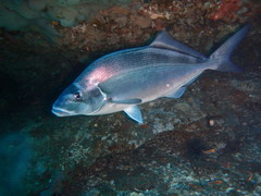 Latridopsis ciliaris