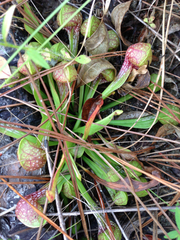 Sarracenia psittacina