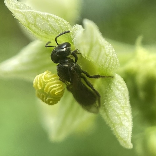 Wide-mouthed Sweat Bee
