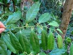 Apodytes brachystylis