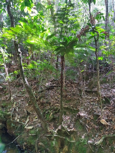 Dicksonia thyrsopteroides observed 2025-08-23