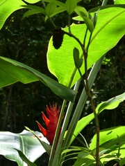 Heliconia caribaea