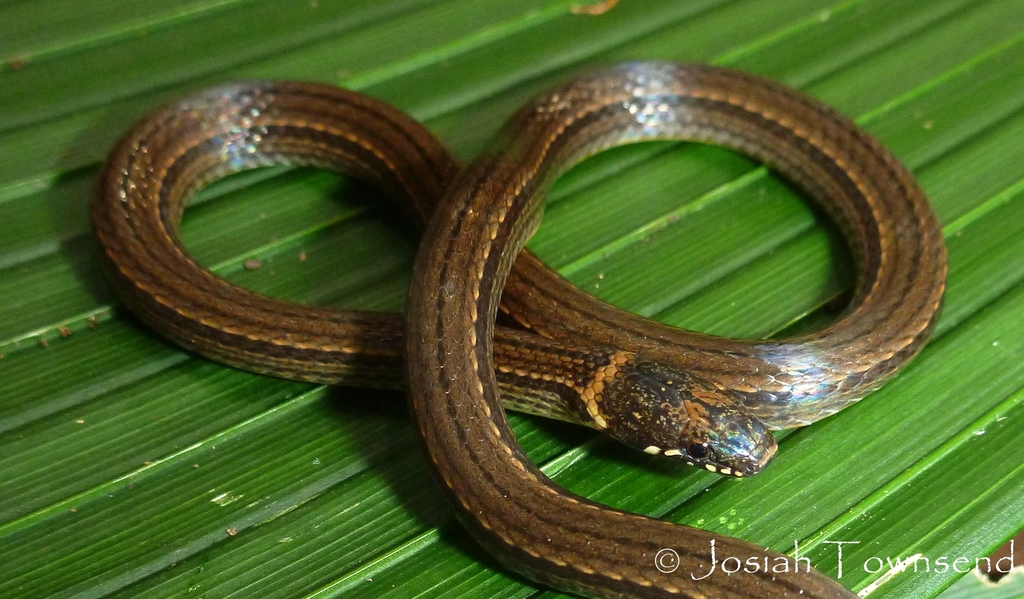 Kinkelin Graceful Brown Snake