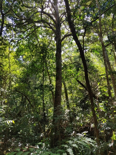 Calophyllum caledonicum observed 2025-08-23