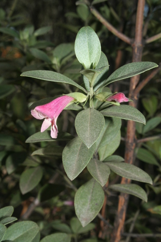 Prostanthera porcata, 2009-04-12