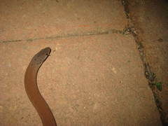 Pygopus lepidopodus