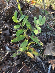 Lithospermum canescens
