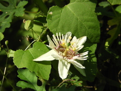 Passiflora colimensis