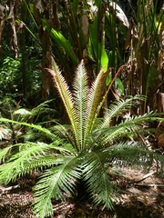 Blechnum gibbum