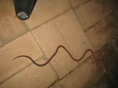 Pygopus lepidopodus