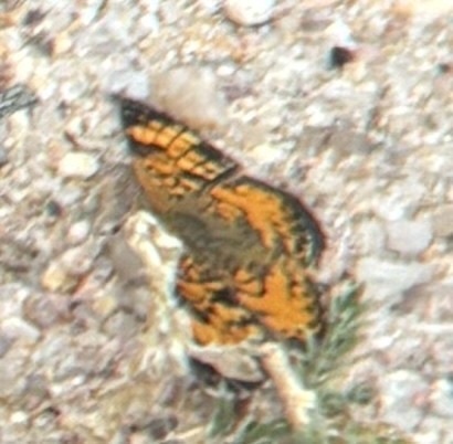 Pearl Crescent photographed in Colorado