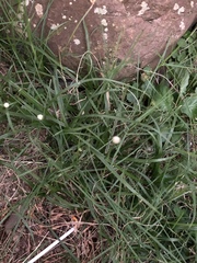 Cyperus mindorensis