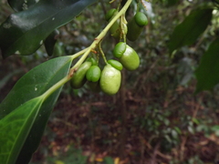 Apodytes brachystylis