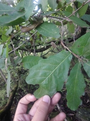 Quercus glaucoides