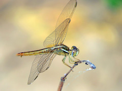 Crocothemis servilia