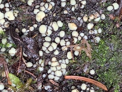 Podophacidium xanthomelum