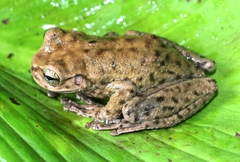 Plectrohyla chrysopleura