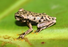 Plectrohyla chrysopleura