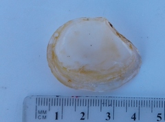 Macomona liliana