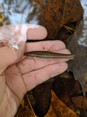 Chrosomus erythrogaster