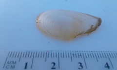 Macomona liliana